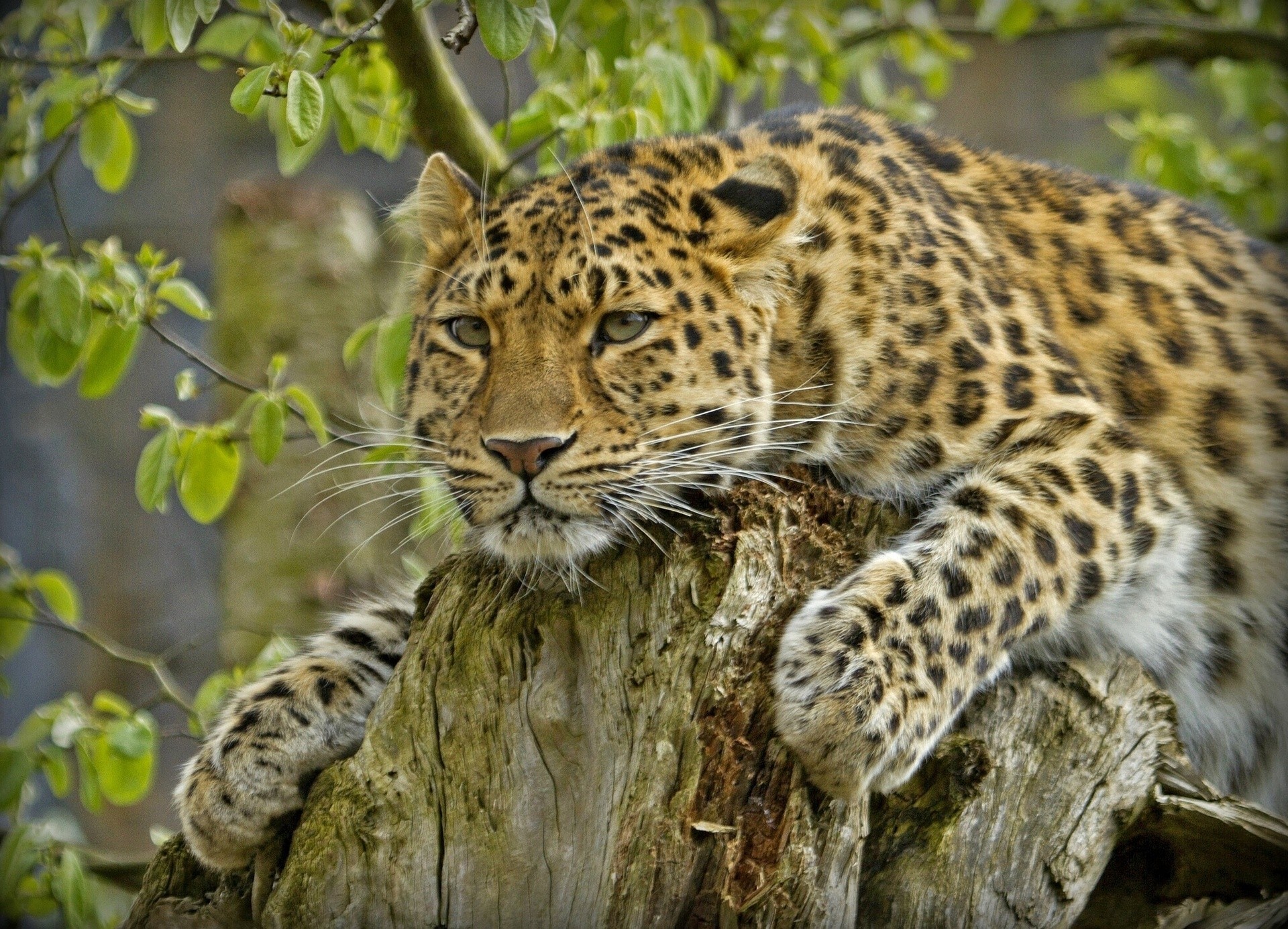 amur leopard predator leopard stump handsome wild cat