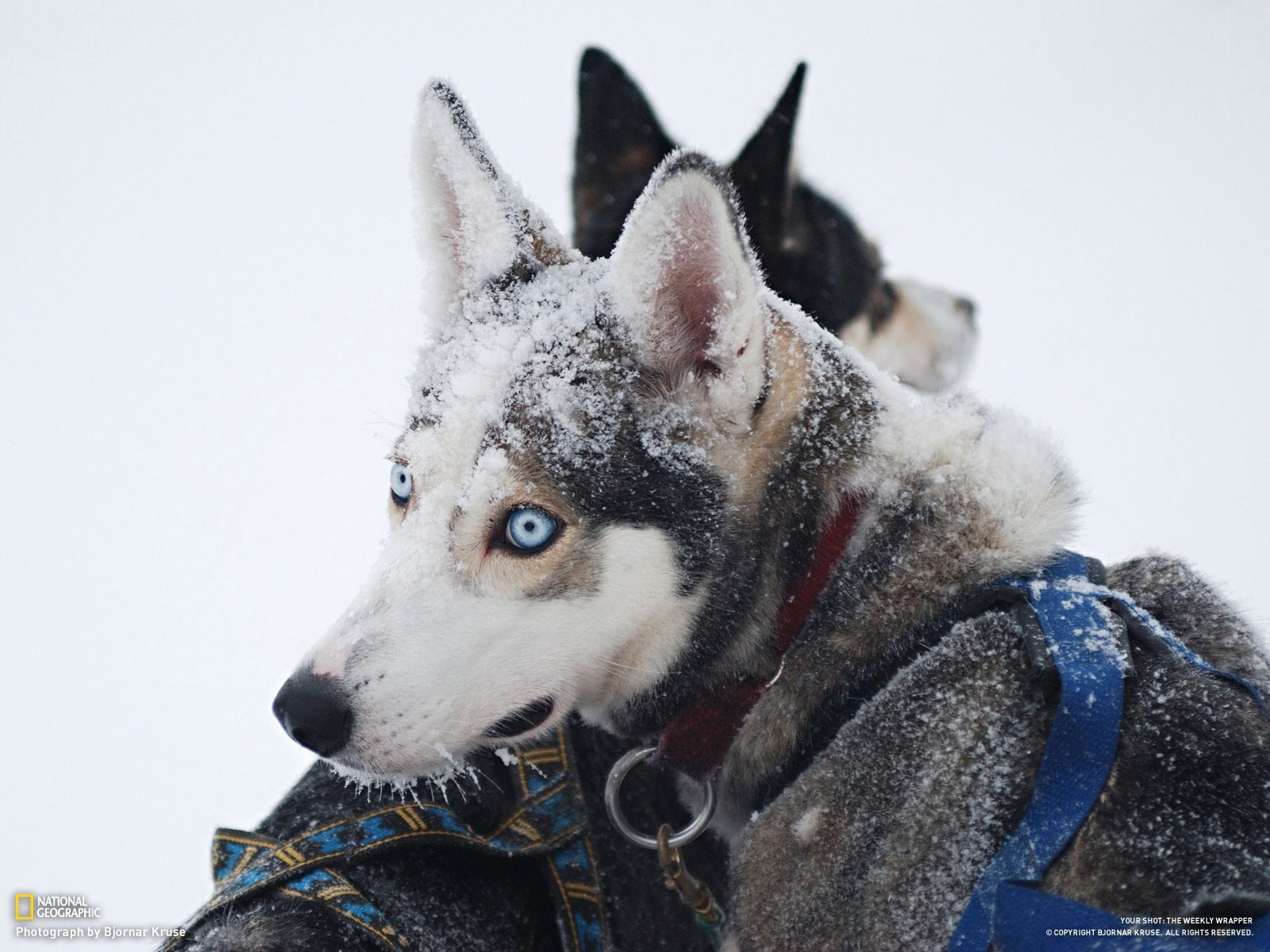 hiver husky neige chiens