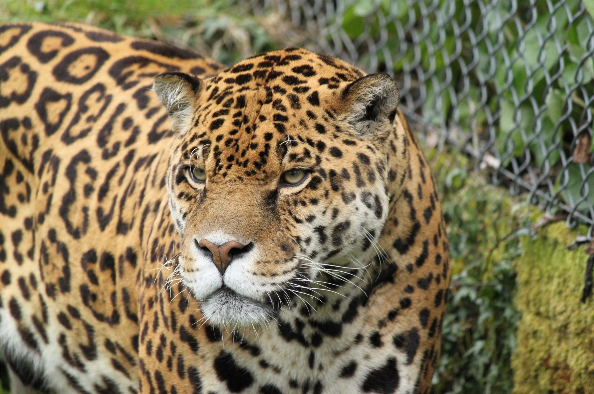 wild cat teeth jaguar