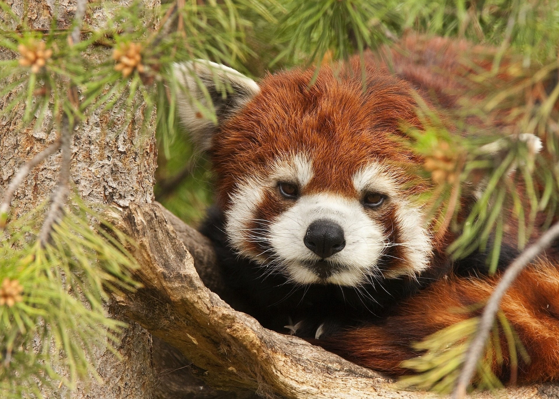 igły drzewo czerwona panda gałęzie panda