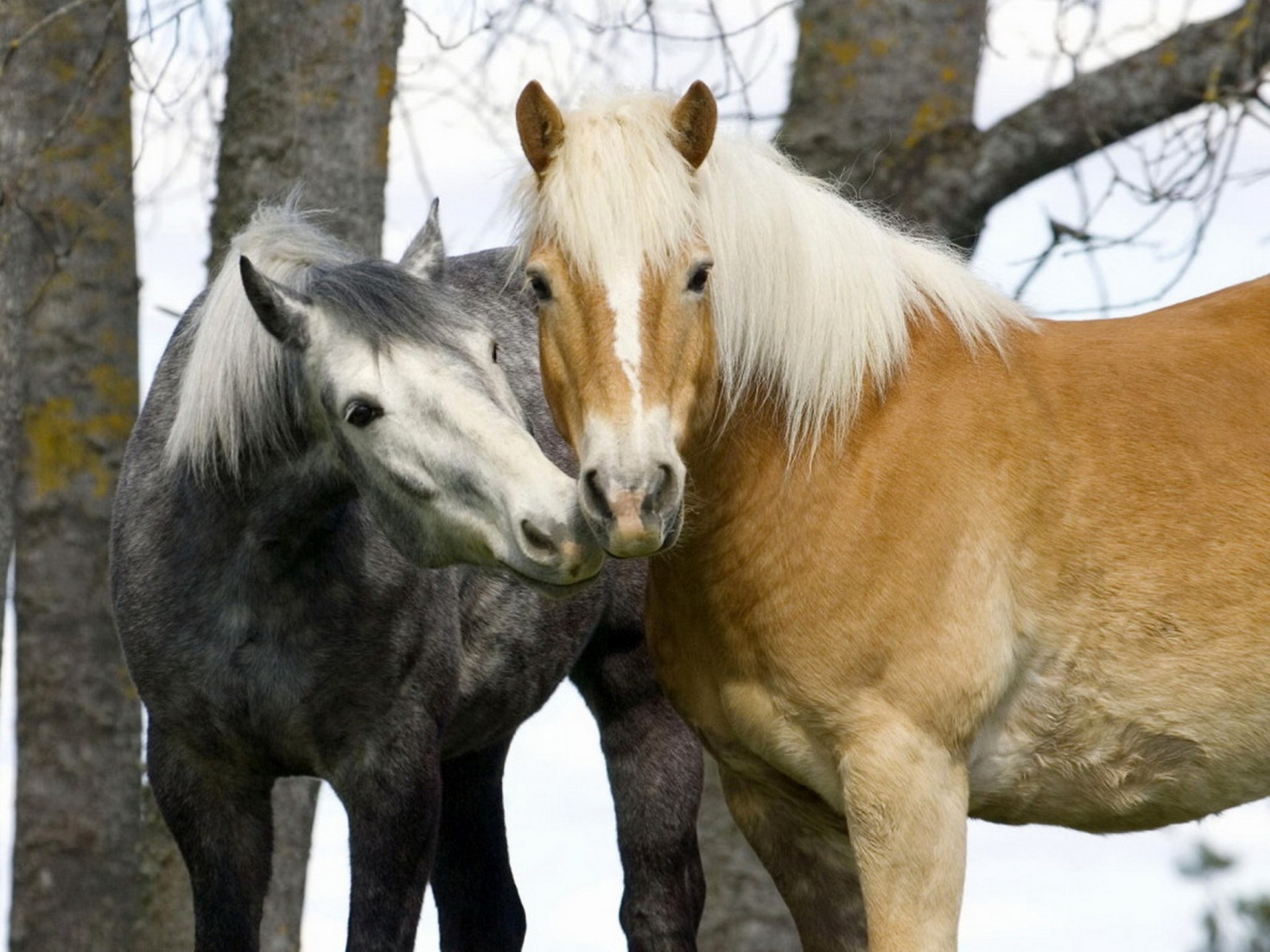 two horse the pair