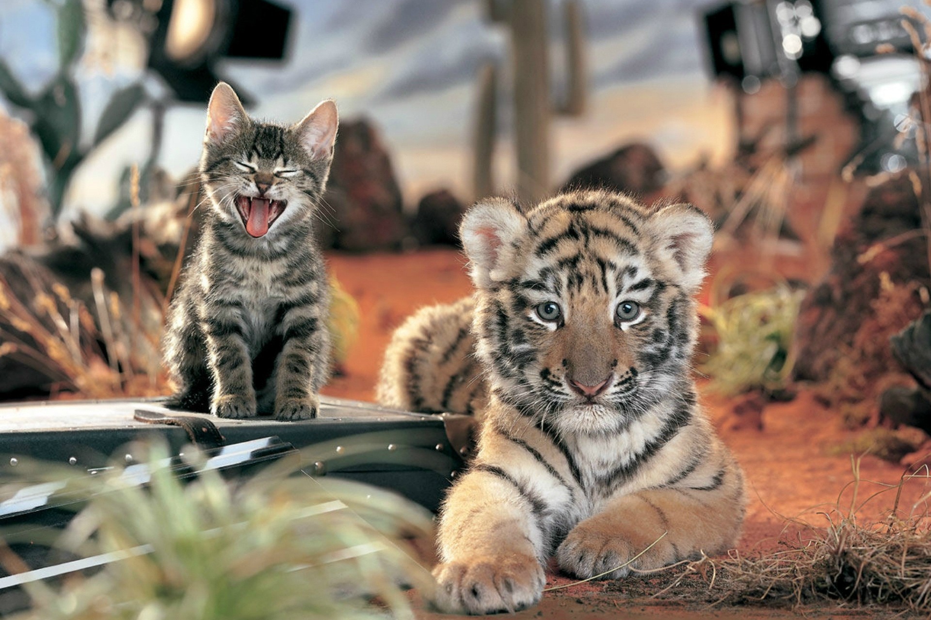 katze hüte hintergrundbilder tiger freundschaft