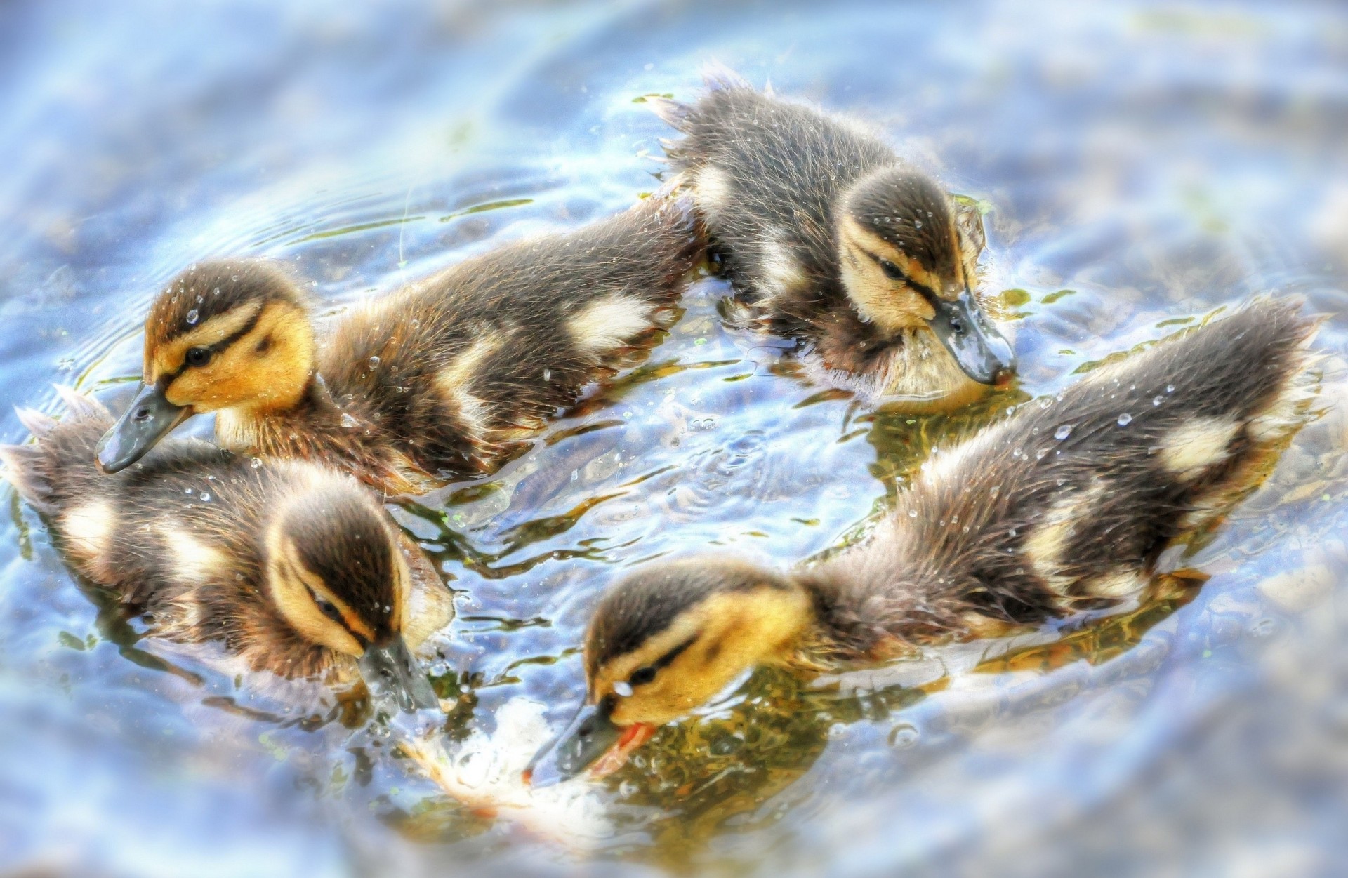 danse canetons poussins eau