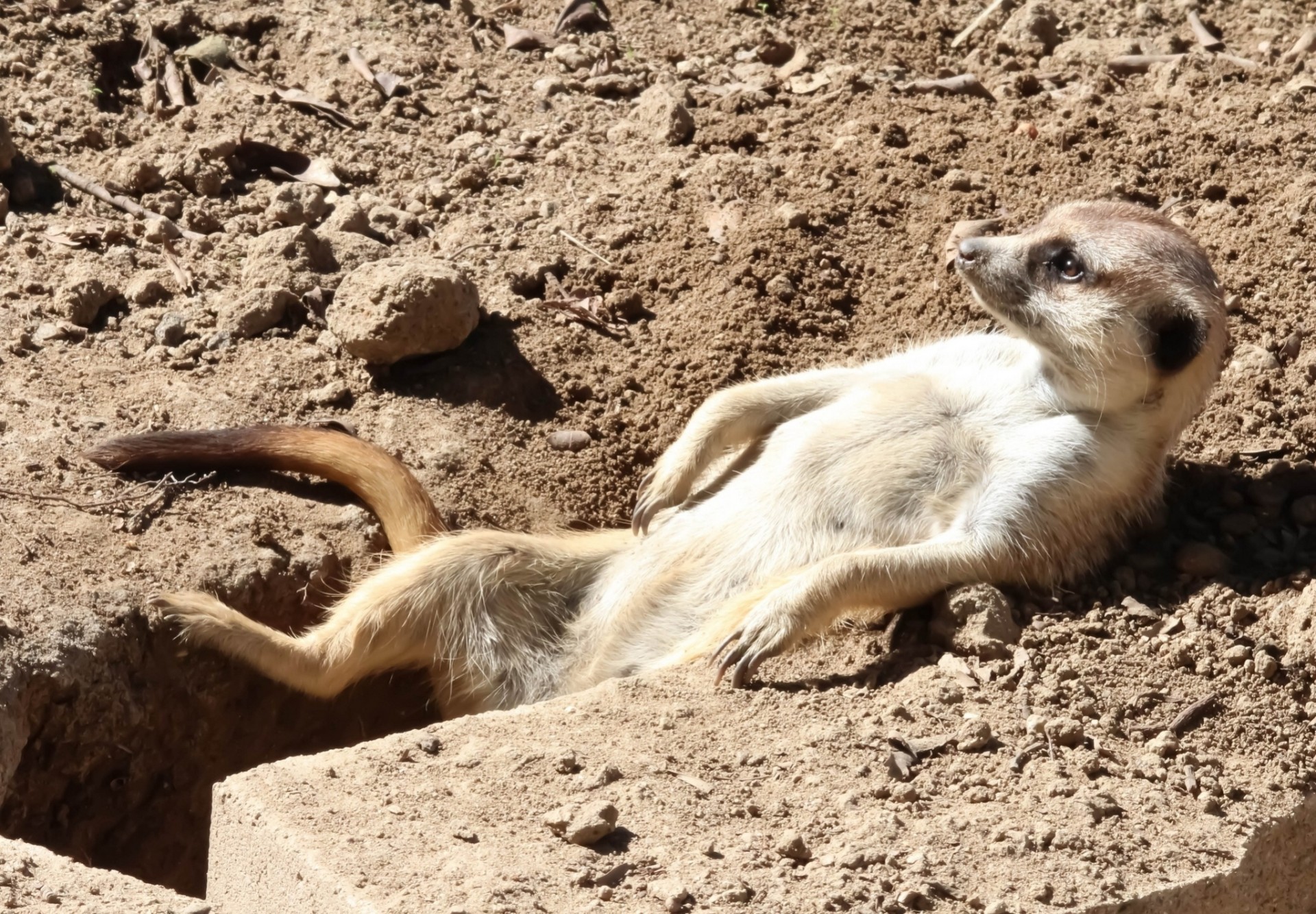 rasslabon nora meerkat relax sunbathing