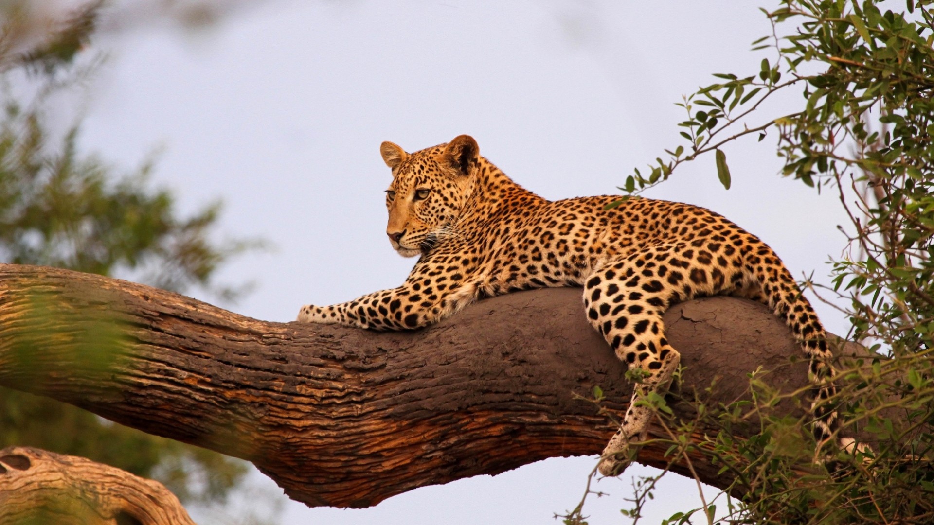 tronco descanso leopardo