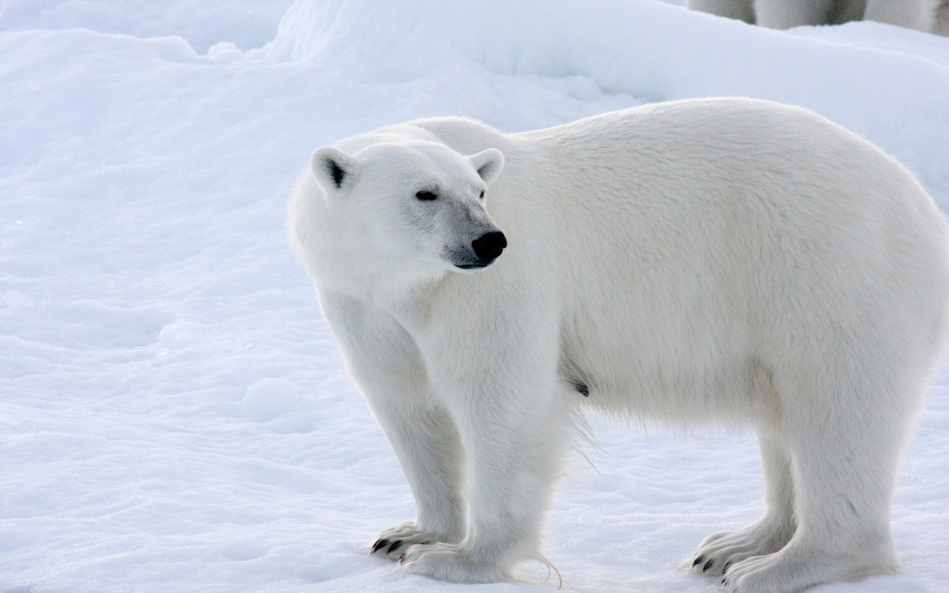 zima śnieg niedźwiedź polarny