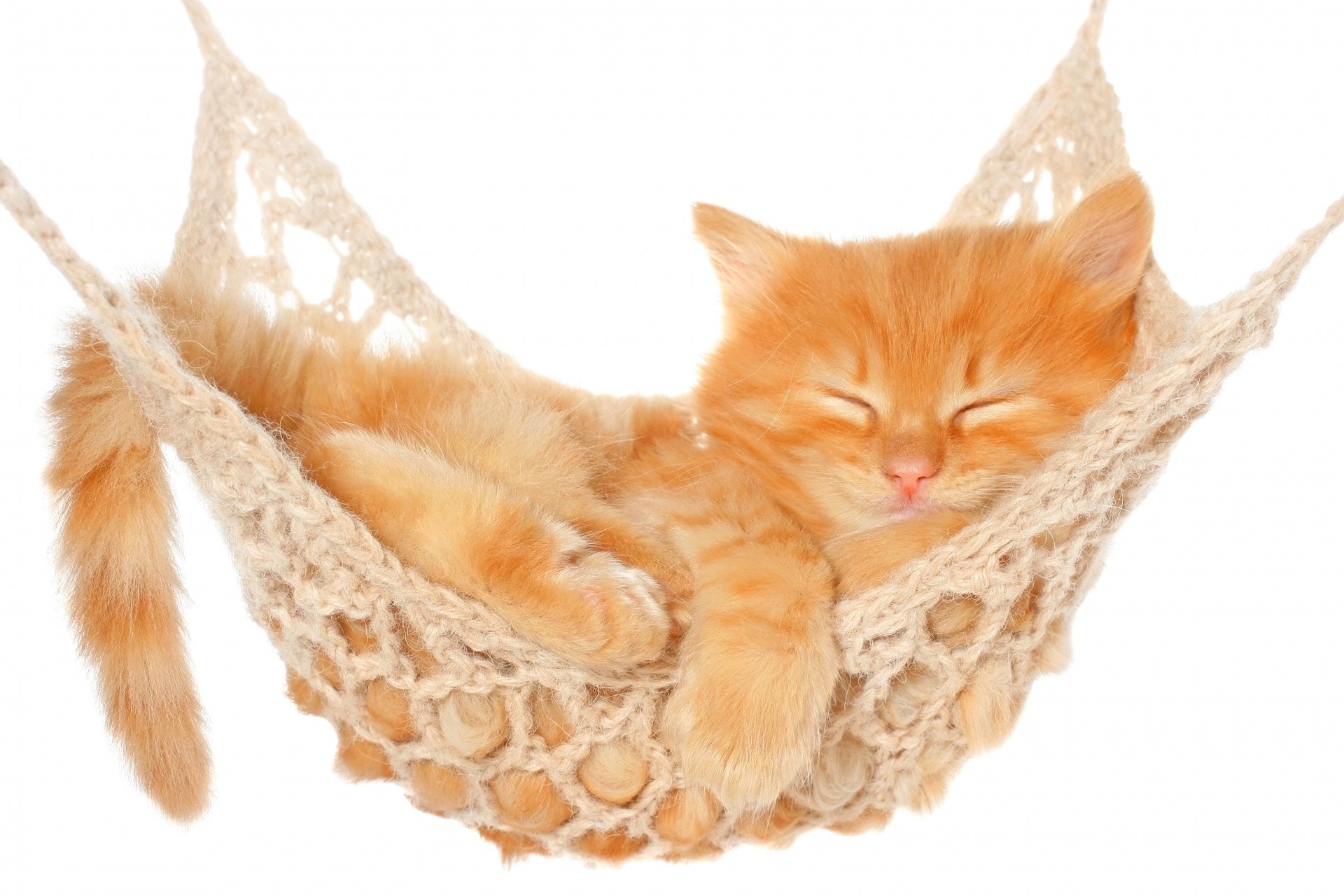 cat bed sports hammock