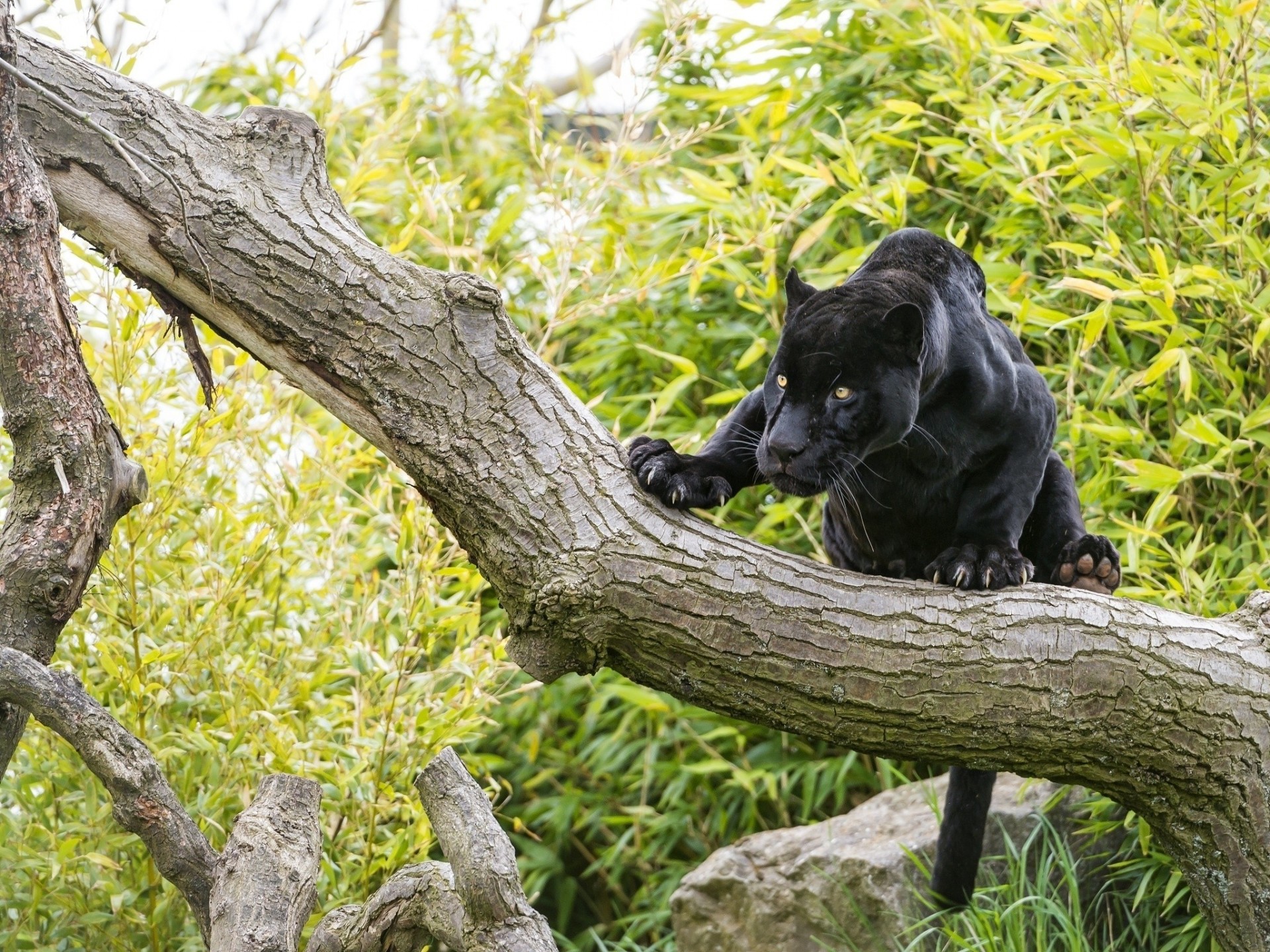 wild cat jaguar panther black jaguar