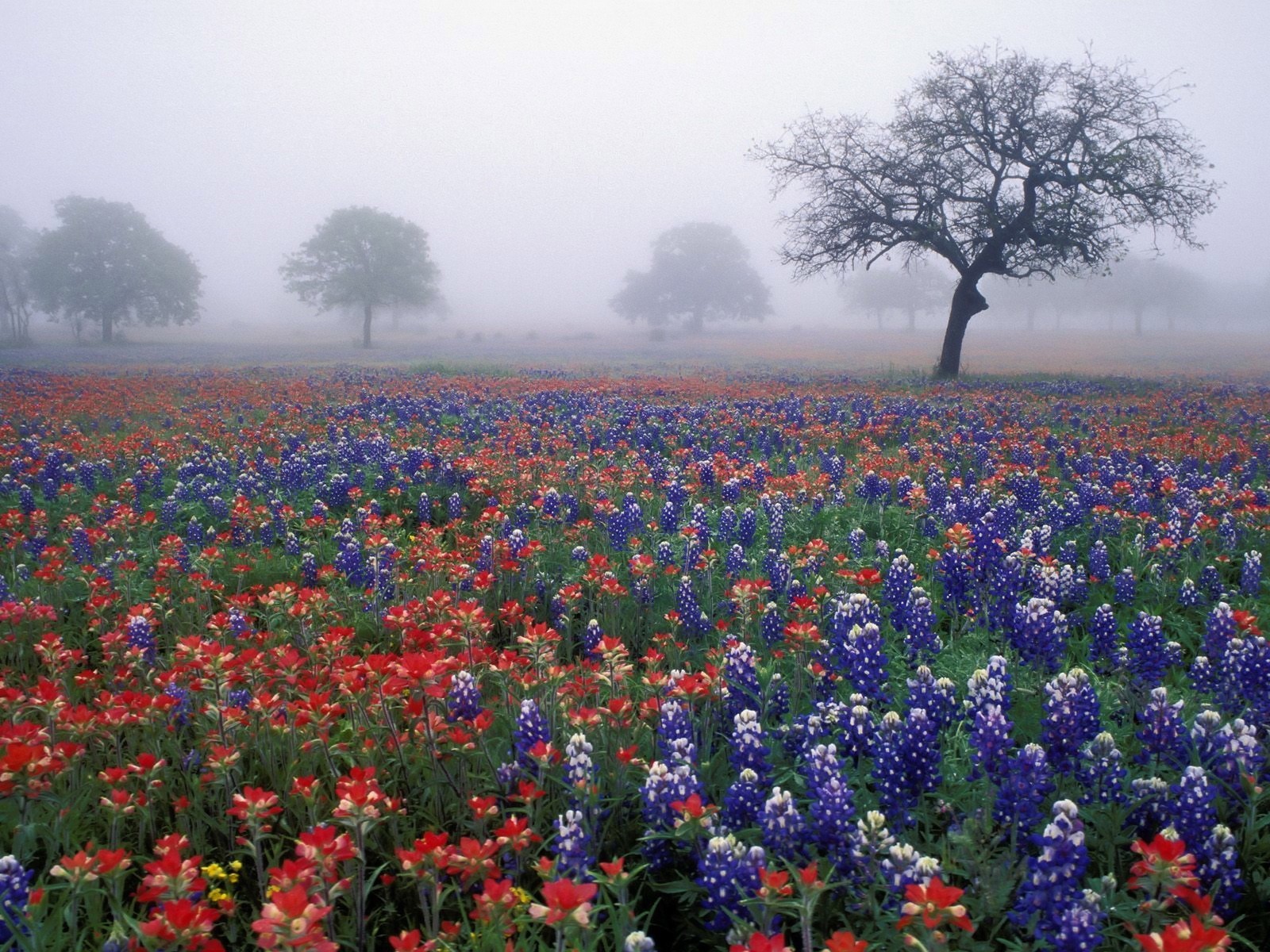 brouillard arbres fleurs champ