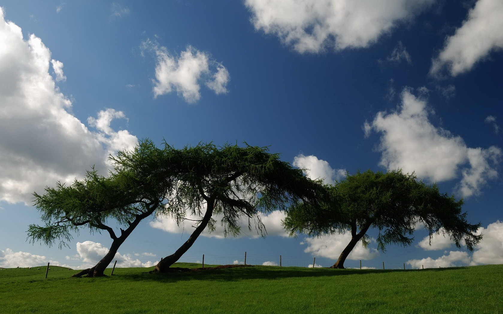 cielo verde alberi