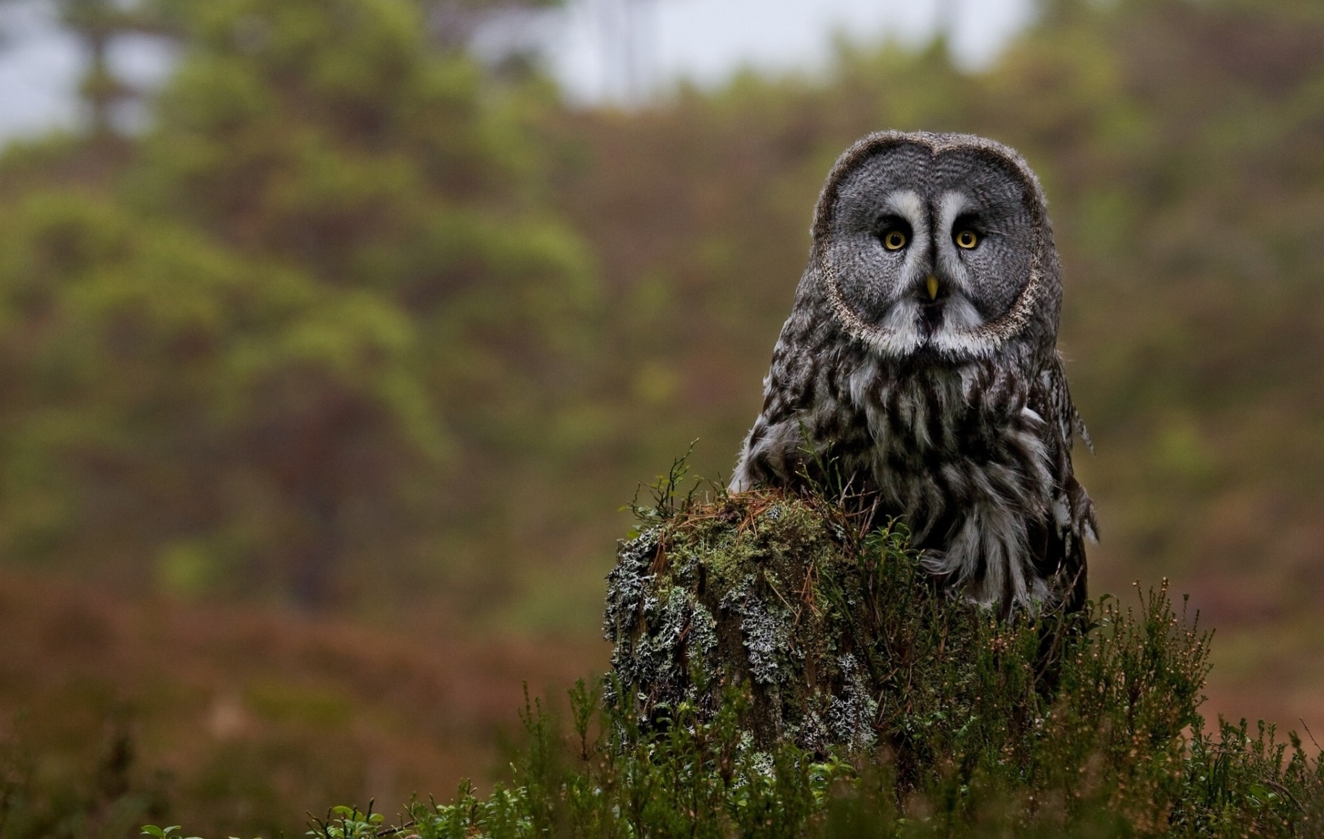 souche barbu hibou