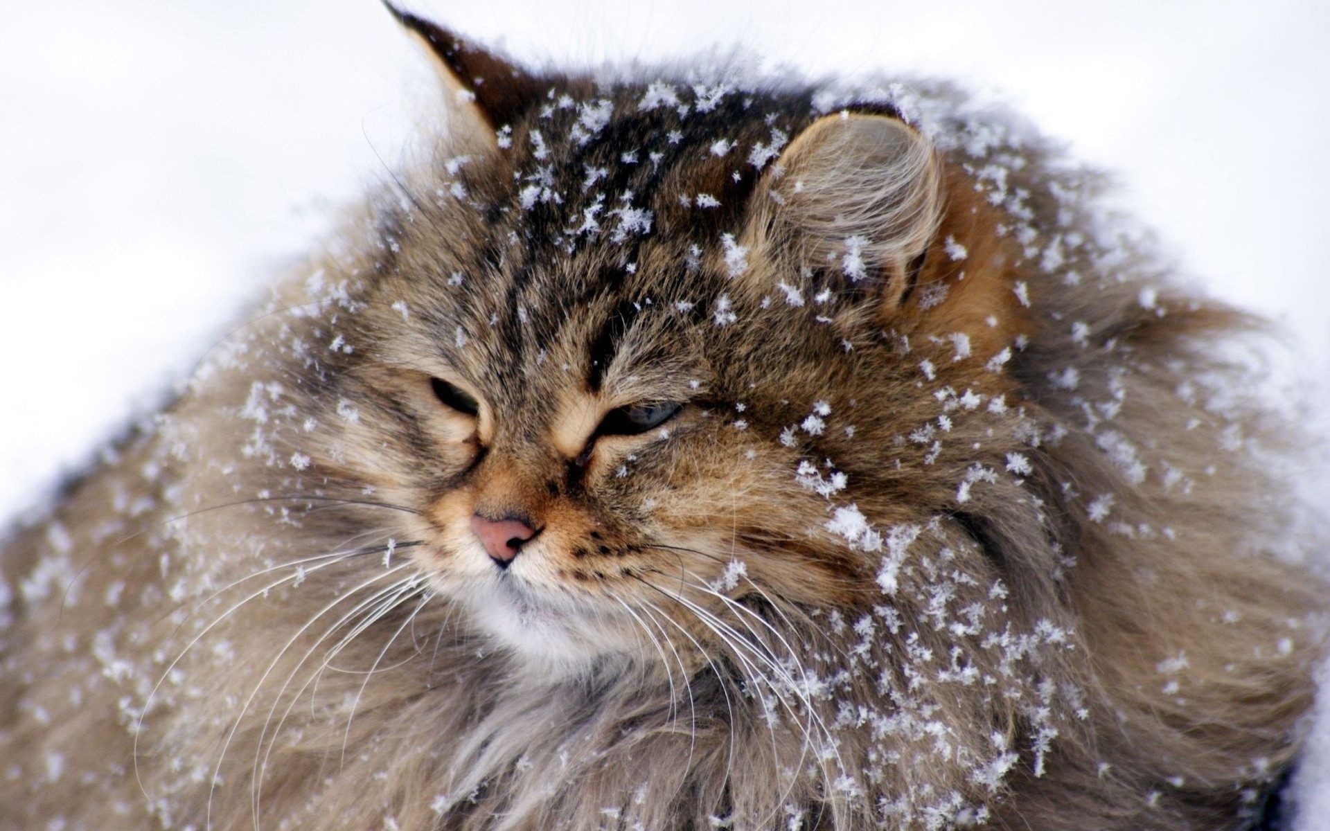 nieve invierno gato