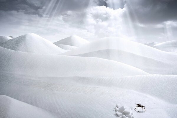 Formica nel deserto bianco raggi del sole