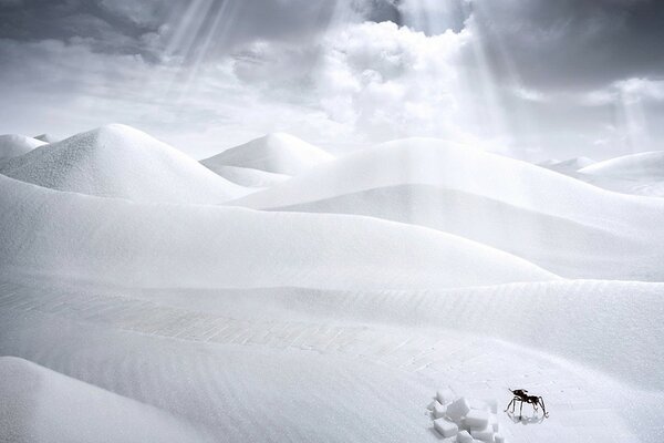 Mrówka w Białej Pustyni promienie słońca