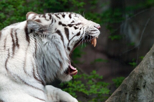 Тигр дикая кошка зевает