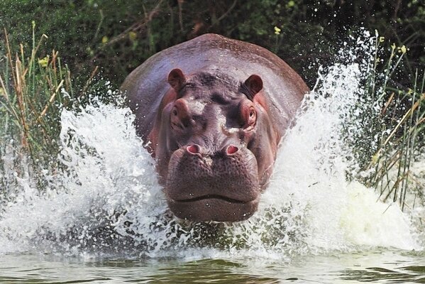 Hippo in the river. Water splashes