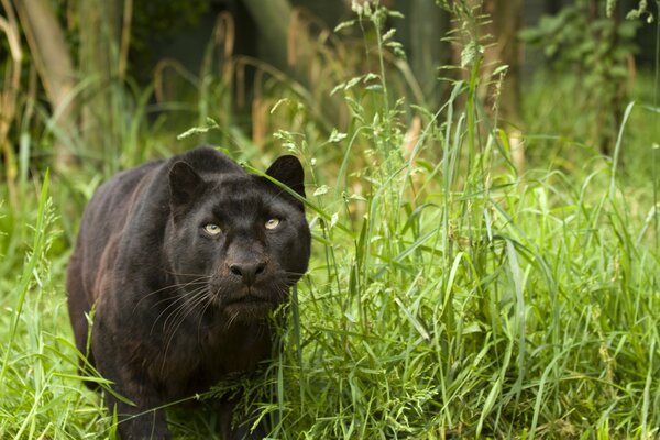 A wild cat in the grass apparently hunts