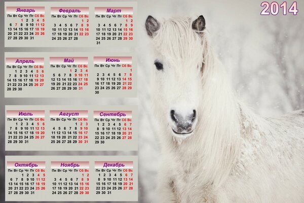 Kalender für 2014 mit einem schönen weißen Pferd