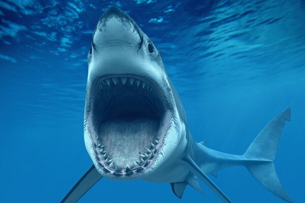 Shark in the sea bared its teeth