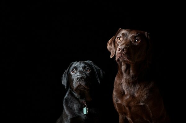 Dos perros. Amigos del hombre