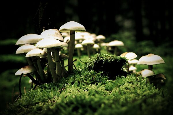 Mushrooms of honey mushrooms in the forest. Macro photography
