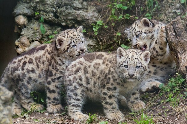 Leopard kittens play in the forest