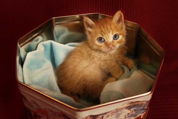 A little red kitten is lying in a box