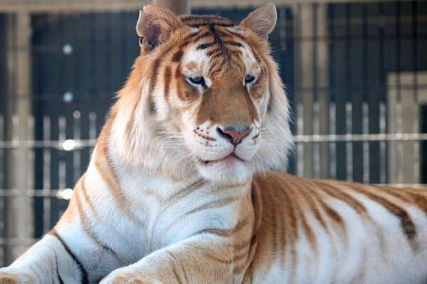 Majestätische Wildkatze goldener Tiger