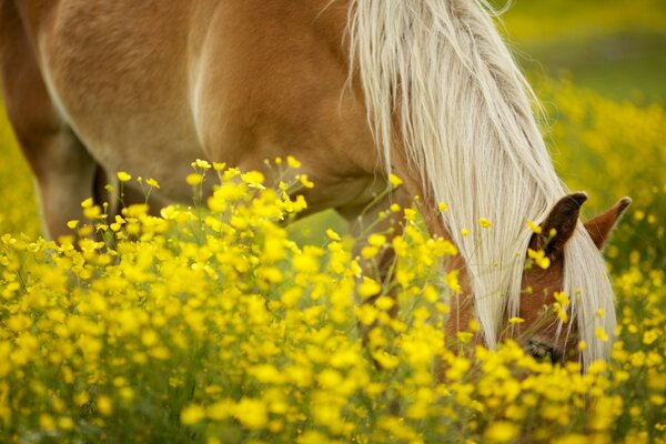A horse with a mane in the grass