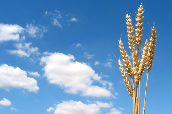 Golden ears on the background of a blue sky with clouds