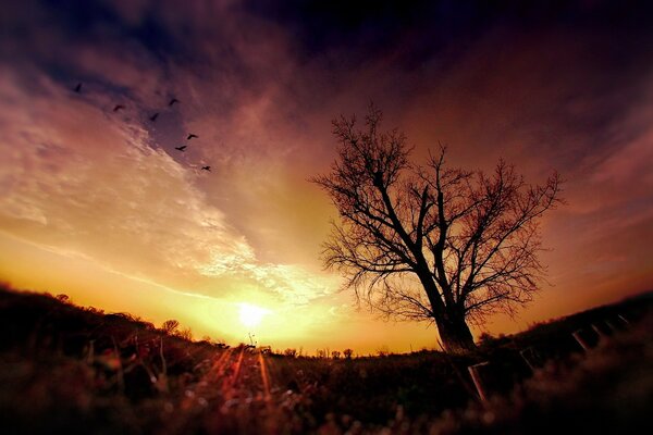 Baum auf Sonnenuntergang Hintergrund