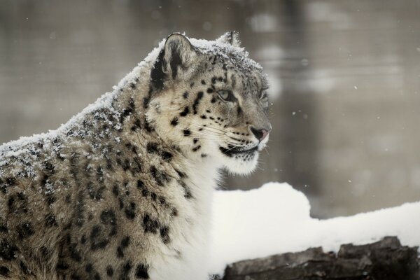 A wild leopard is sitting snow-covered