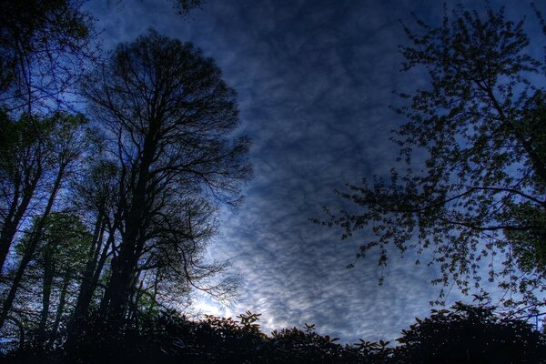 Силуэты деревьев на фоне синего ночного неба