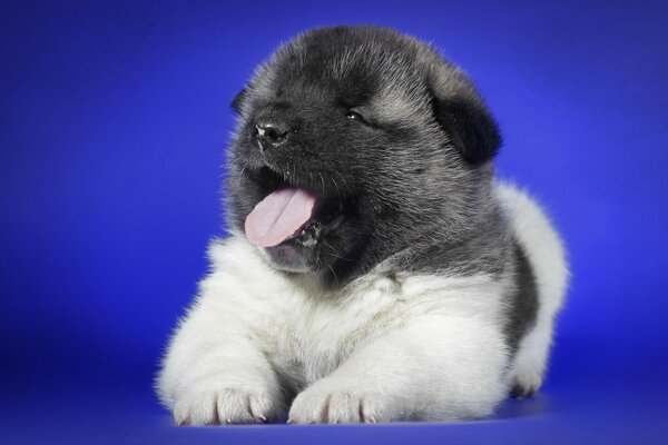 A puppy on a blue background