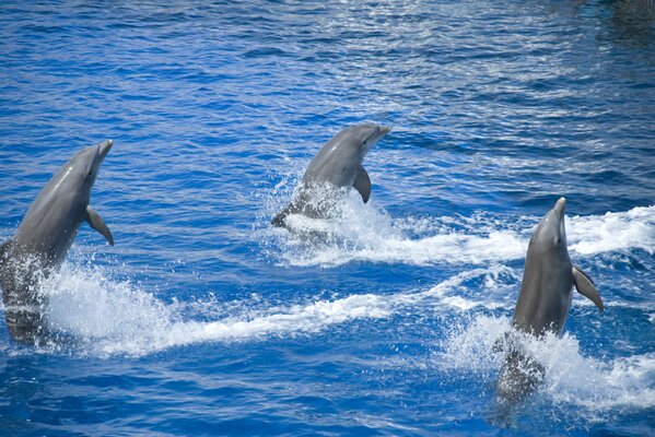 Dauphins dans la mer. c est quelque chose