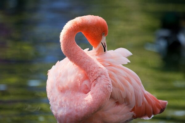 Pink flamingo in the middle of the lake