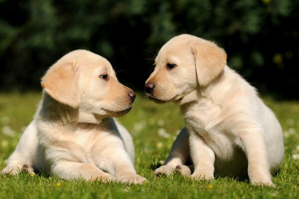 Два милых щенка на траве