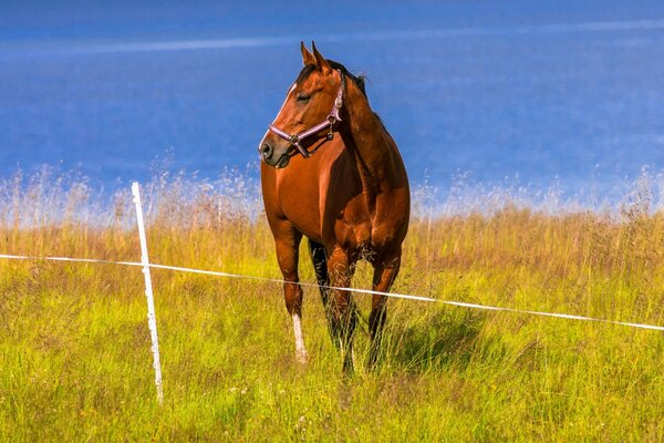 Bay horse on the river bank