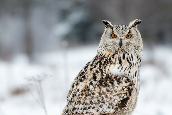 A large owl is sitting in the snow