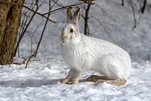 Winter, snow all around, a big white hare among such beauty