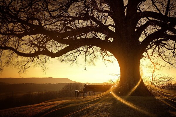 Дерево освещённое утренним солнцем