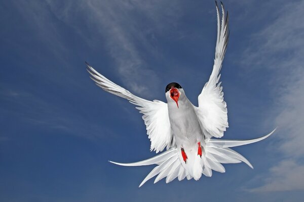 A bird in flight. Against the sky