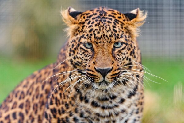 Beautiful photo of a leopard predator