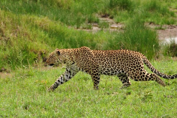 Schöner Leopard auf dem Rasen