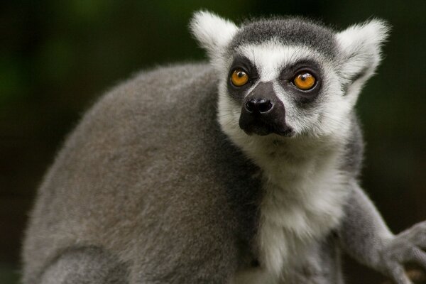 Lemur patrzy. Lemur zwierzęcy