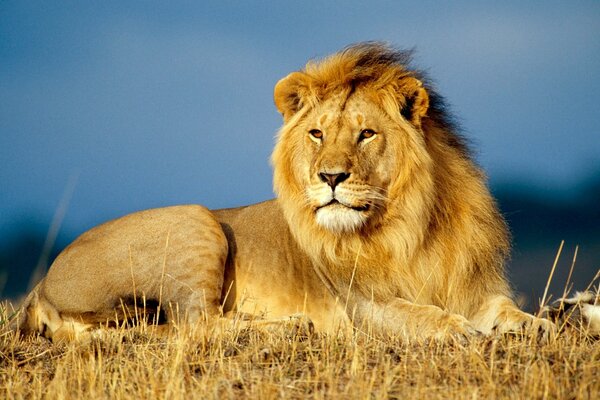 Le roi des bêtes Lion est couché