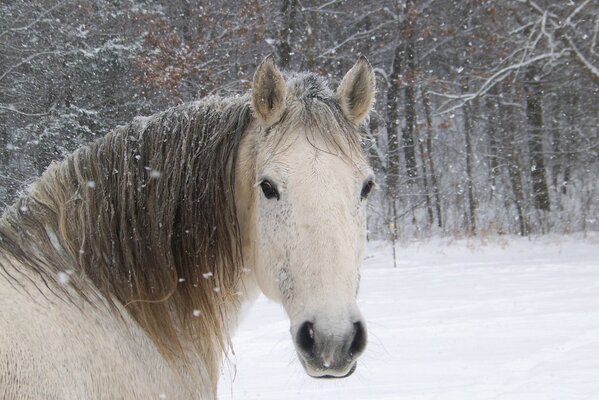 A horse on a winter walk. Horse in winter