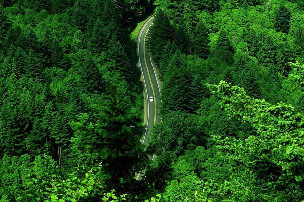 Wallpaper greenery road car