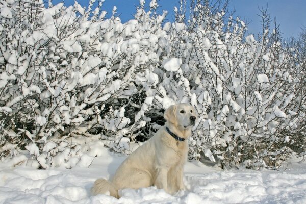 Schöner weißer Hund auf einer verschneiten Landschaft