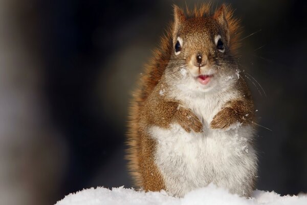 Squirrel noticed something in the snow